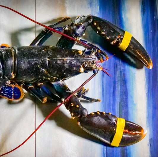 European blue Lobster