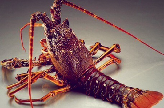 Brittany Royal Spiny Lobster (Langouste Royale)
