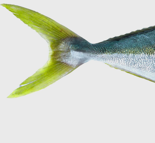 Yellowtail Kingfish fillet